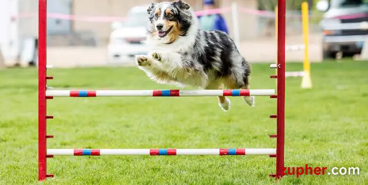 Dog Sports and Activities