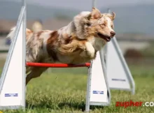 Dog Sports and Activities
