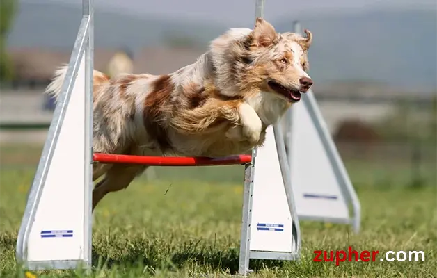 Dog Sports and Activities