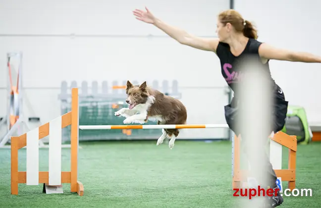 Dog Sports and Activities