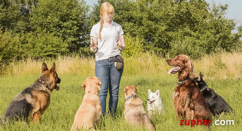 Dog Training and Behavior