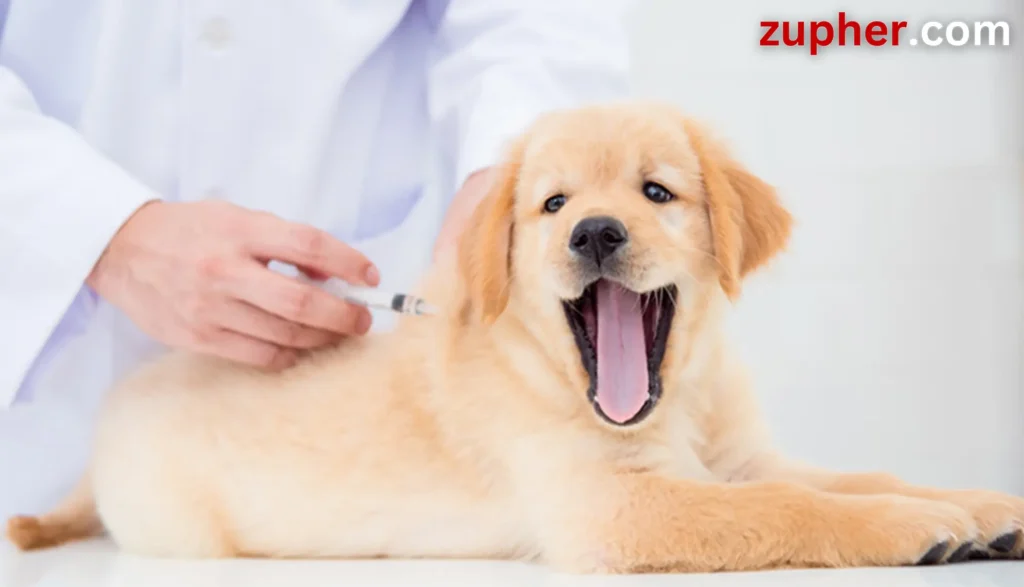 Dog Care and Health