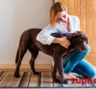 Specialized Care for Specific Dog Populations
