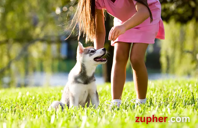 Dog Training and Behavior