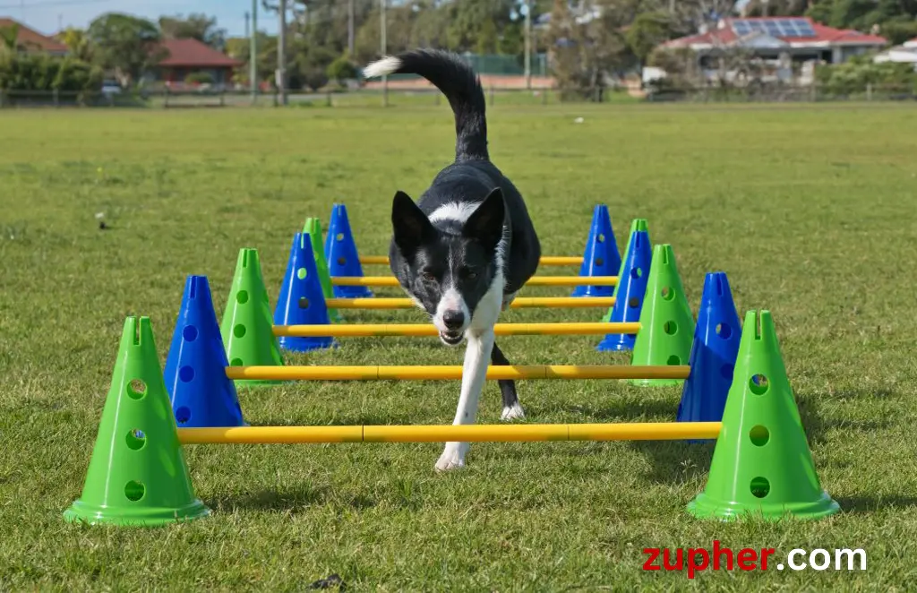 Dog Sports and Activities