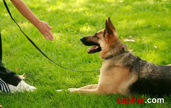 Dog Training and Behavior