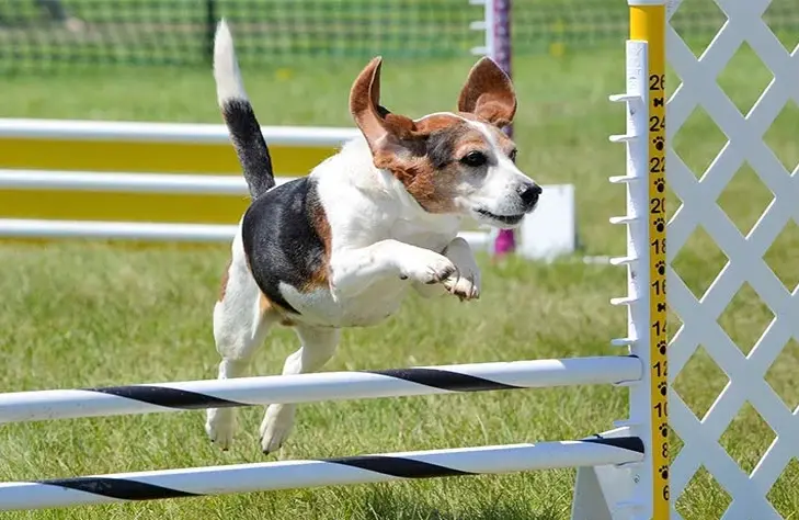 What Are Some Creative Ways to Practice Dog Sports at Home