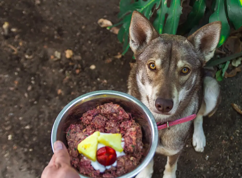 Are raw diets safe and healthy for dogs