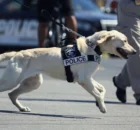 What Are the Legal Considerations in Owning a Police Dog