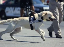 What Are the Legal Considerations in Owning a Police Dog