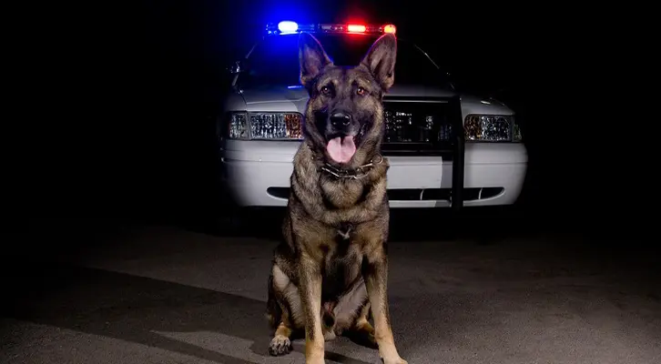 What Are the Legal Considerations in Owning a Police Dog