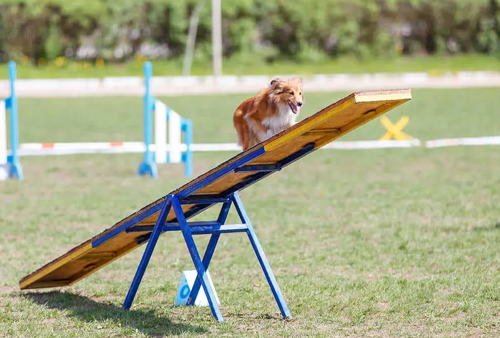 What Are Some Creative Ways to Practice Dog Sports at Home