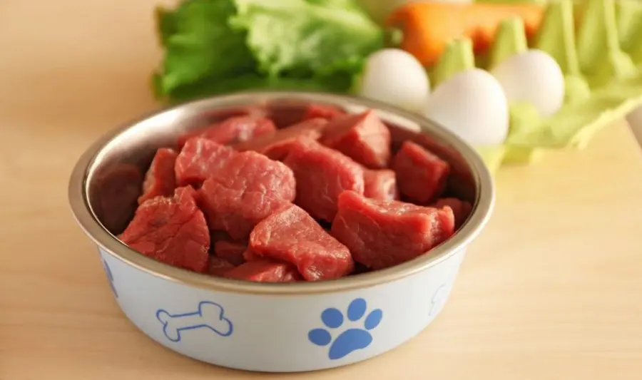 Are raw diets safe and healthy for dogs