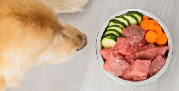 Are raw diets safe and healthy for dogs