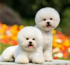 Which small dog breeds are good with children