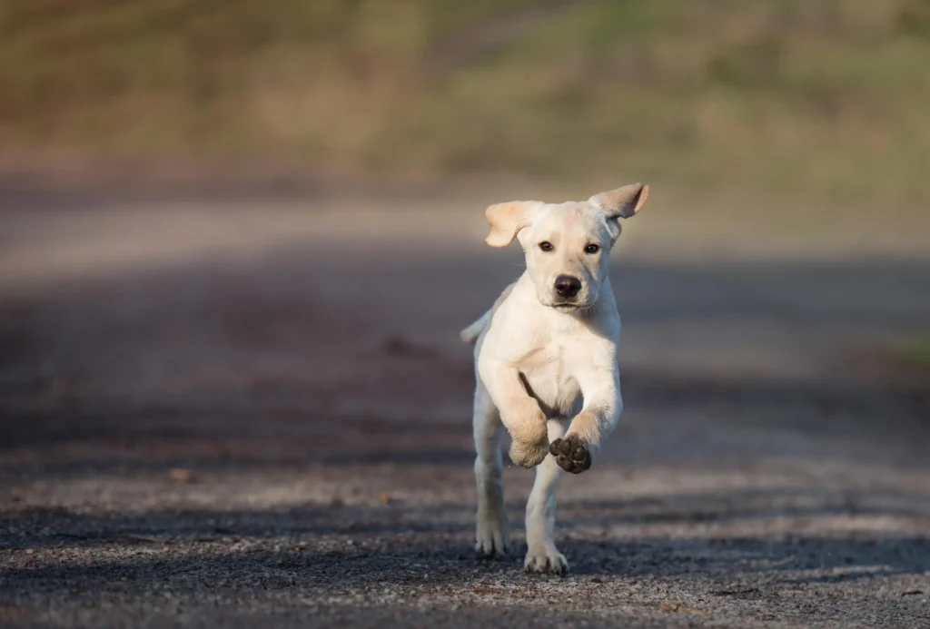 Why Does My Dog Chase Cars and How Can I Stop It