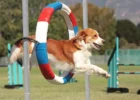 What Are Some Creative Ways to Practice Dog Sports at Home