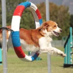 What Are Some Creative Ways to Practice Dog Sports at Home