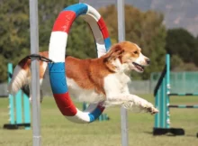 What Are Some Creative Ways to Practice Dog Sports at Home