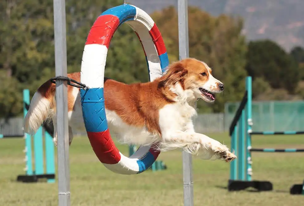 What Are Some Creative Ways to Practice Dog Sports at Home